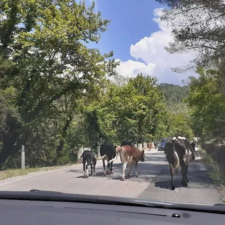 La Caza ساراندا